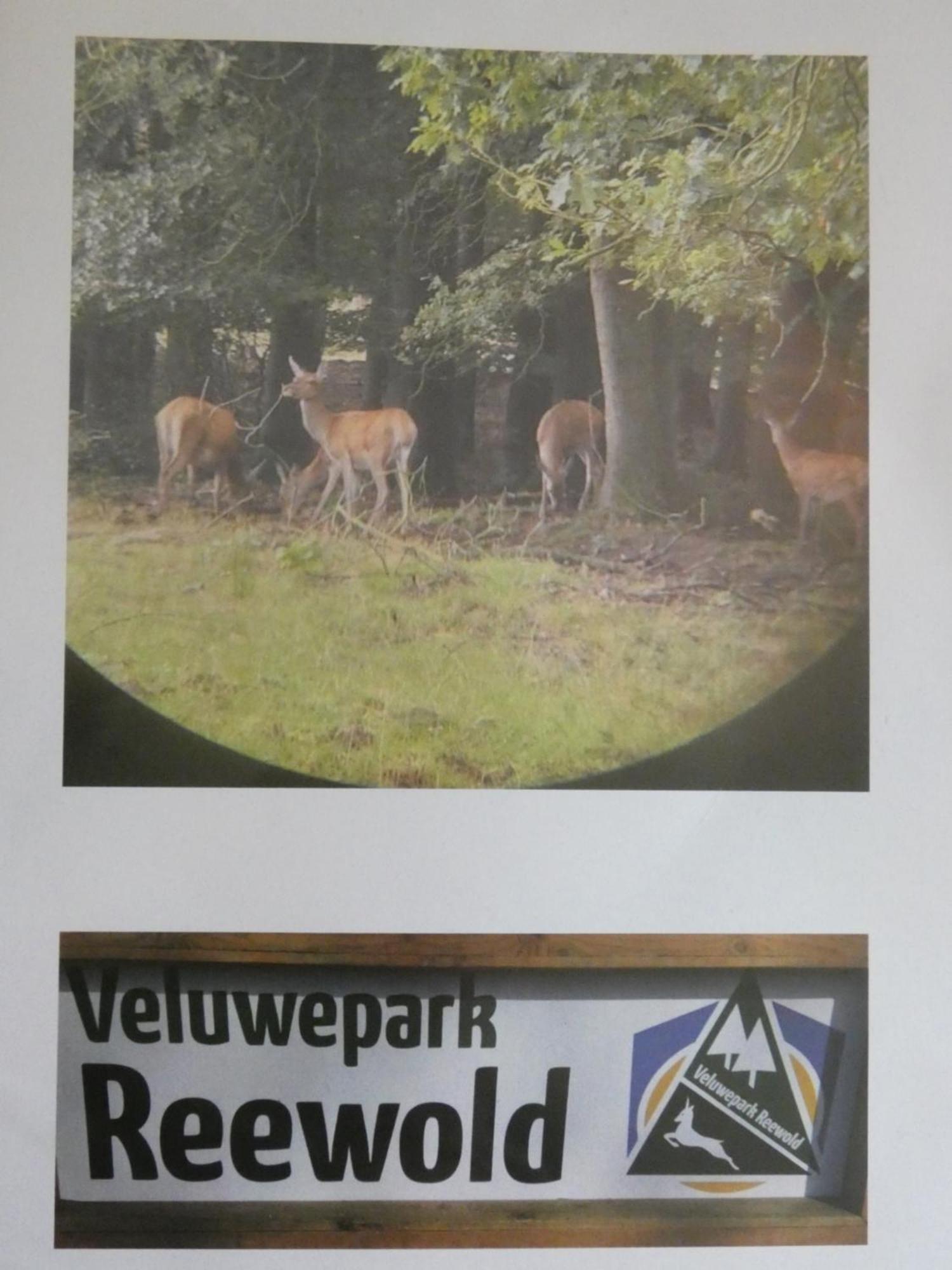 Veluwepark Reewold #Chalet Buizerd# Tussen Het Bosrijke Putten En Garderen Exteriör bild