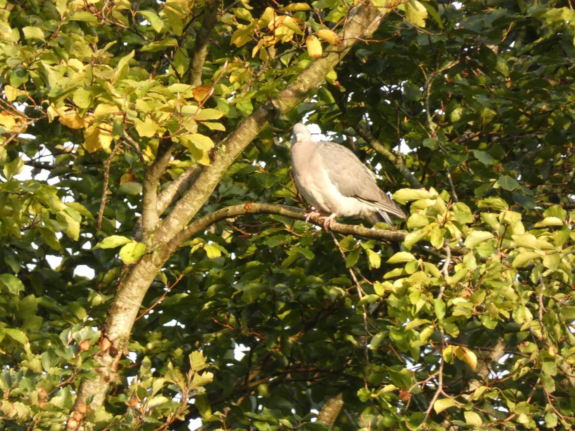 Veluwepark Reewold #Chalet Buizerd# Tussen Het Bosrijke Putten En Garderen Exteriör bild